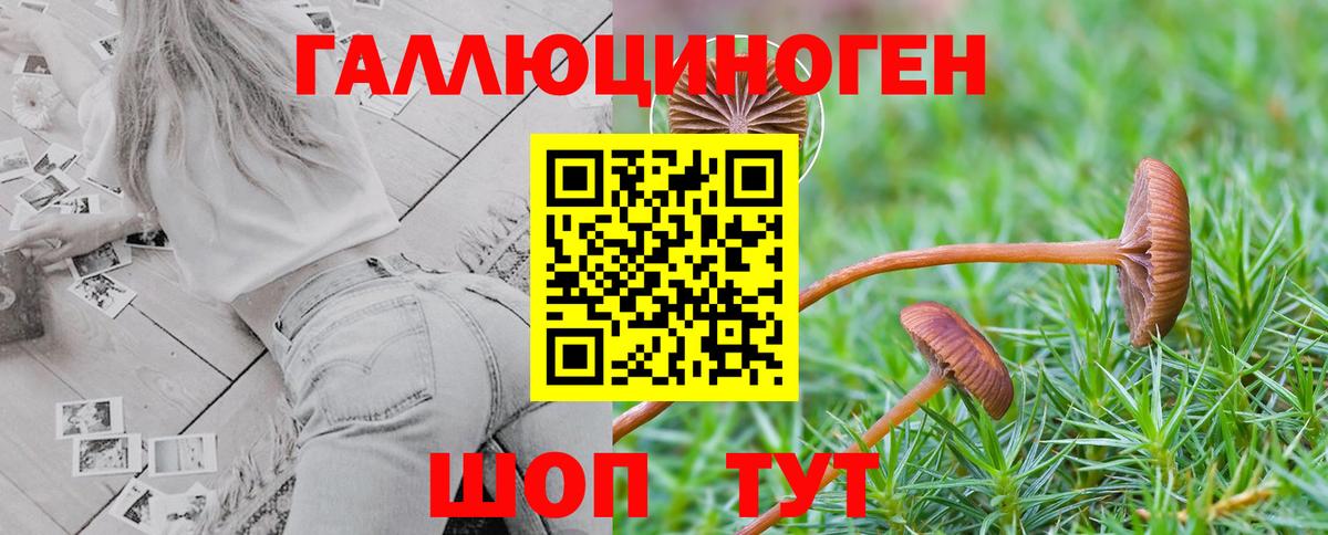 Галлюциногенные грибы Psilocybine cubensis Биробиджан